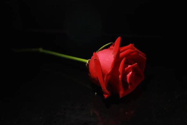 红玫瑰的象征意义，象征爱情