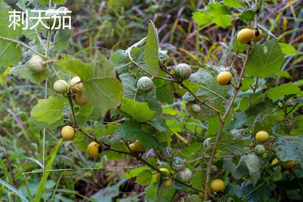 叶子上长刺的植物有哪些，有刺天茄、枸骨等