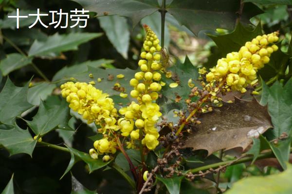 叶子上长刺的植物有哪些，有刺天茄、枸骨等
