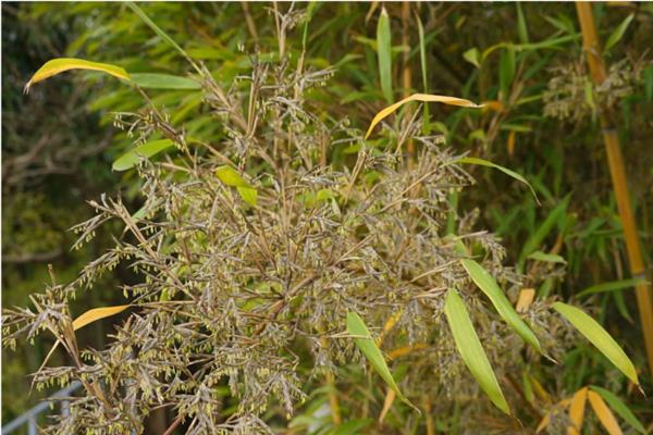 叶子上长刺的植物有哪些，有刺天茄、枸骨等