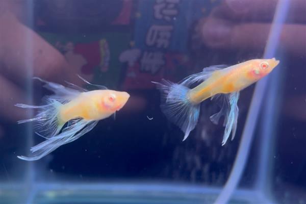 孔雀鱼喜欢水流大吗，不喜欢水流过大的环境
