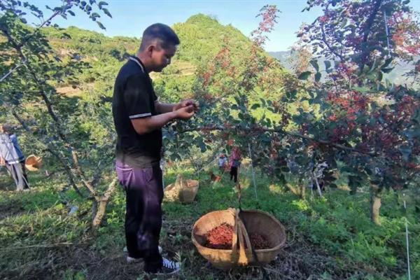 花椒子如何育苗，可以在8-9月份进行