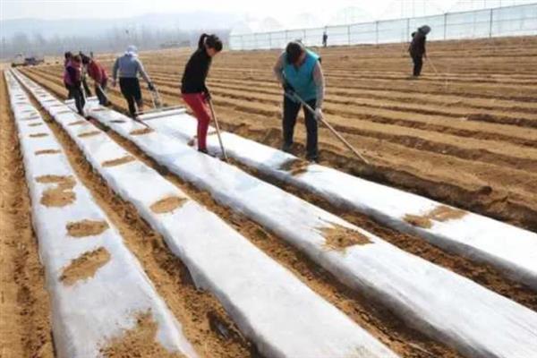 花椒子如何育苗，可以在8-9月份进行