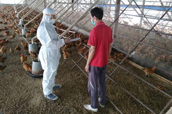 养禽场哪些环境因素会关系到家禽饲养，与温度、湿度、光照等条件密切相关