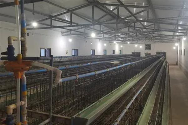 养禽场哪些环境因素会关系到家禽饲养，与温度、湿度、光照等条件密切相关