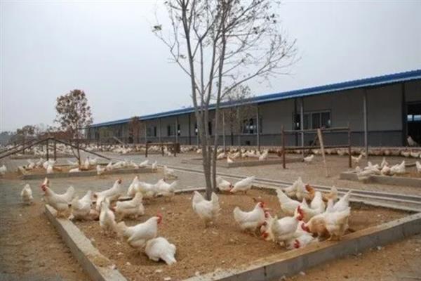 养禽场哪些环境因素会关系到家禽饲养，与温度、湿度、光照等条件密切相关