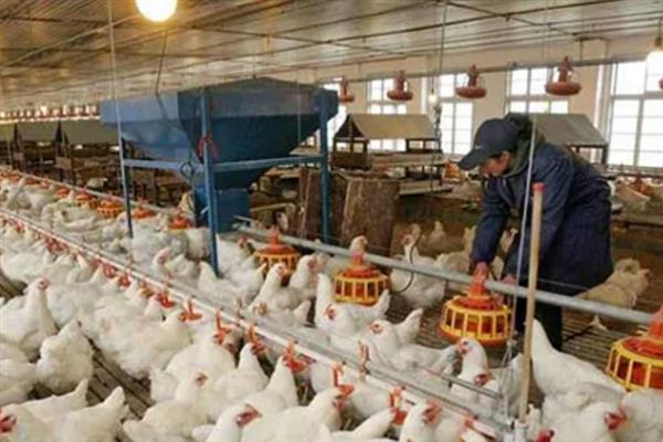 养禽场哪些环境因素会关系到家禽饲养，与温度、湿度、光照等条件密切相关