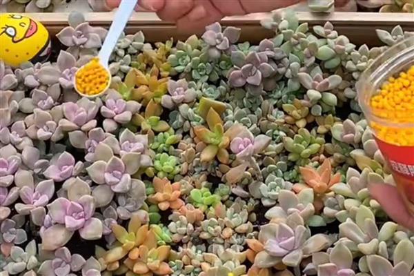 多肉植物施什么肥易爆盆，可以施氮肥、磷肥等