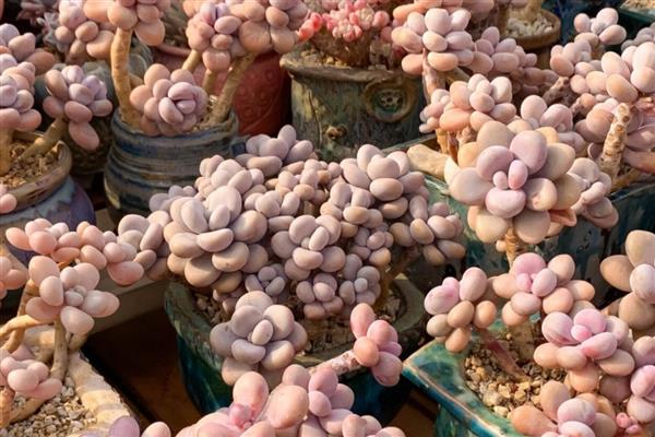 多肉植物施什么肥易爆盆，可以施氮肥、磷肥等