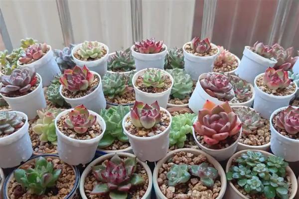 多肉植物施什么肥易爆盆，可以施氮肥、磷肥等