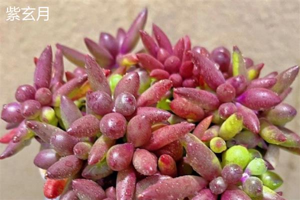 多肉植物施什么肥易爆盆，可以施氮肥、磷肥等
