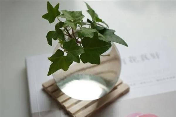 水培常春藤如何快速生根，添加营养液可以加快生根速度