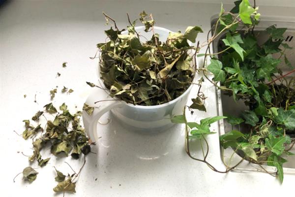 水培常春藤如何快速生根，添加营养液可以加快生根速度
