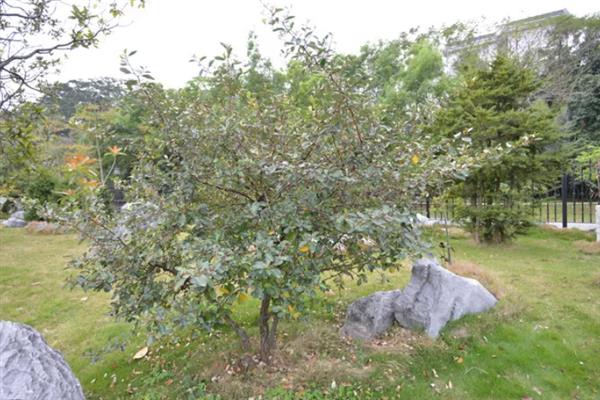 胡颓子的果实能不能吃，既能食用又可以观赏、加工