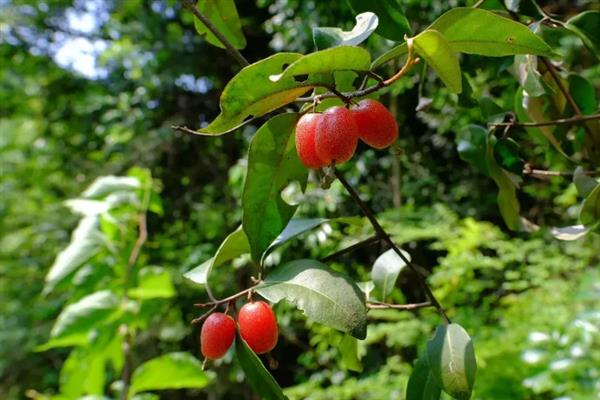 胡颓子的果实能不能吃，既能食用又可以观赏、加工
