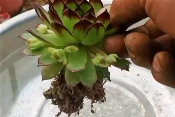 多肉植物施什么肥易爆盆，可以施氮肥、磷肥等
