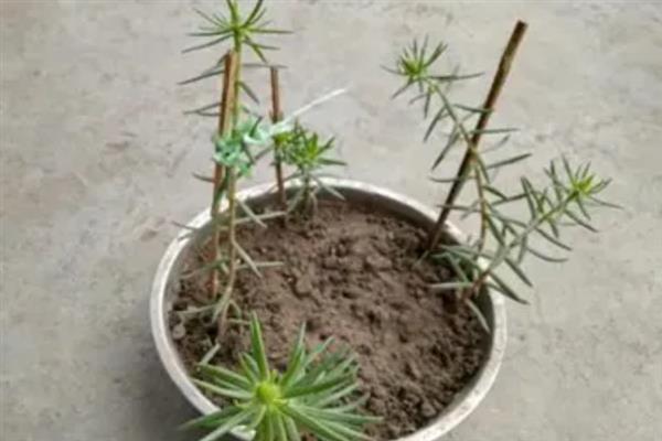 太阳花的醒花方法，修剪后将花苞以外的部分浸泡在水中即可