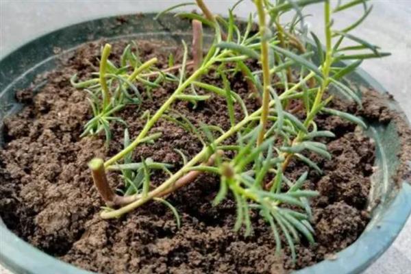 太阳花的醒花方法，修剪后将花苞以外的部分浸泡在水中即可