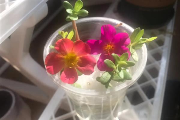 太阳花的醒花方法，修剪后将花苞以外的部分浸泡在水中即可
