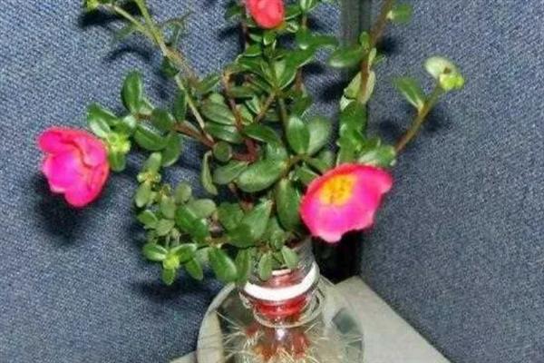太阳花的醒花方法，修剪后将花苞以外的部分浸泡在水中即可