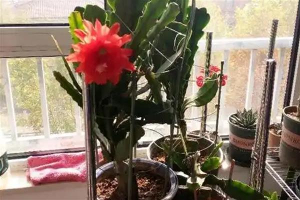 令箭荷花怎么养殖，生长旺期每隔2-3周追肥一次
