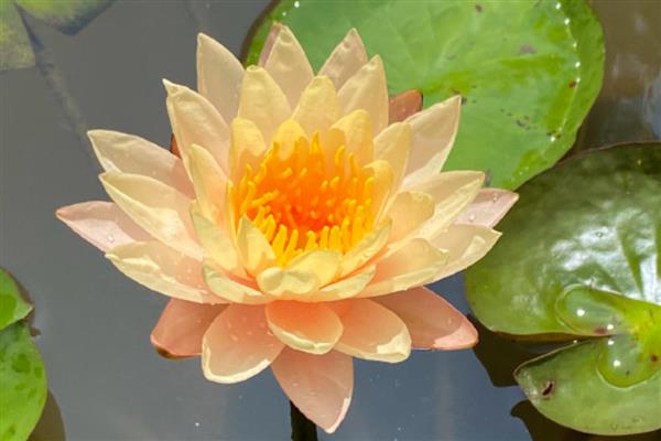 埃及的国花，睡莲被视为神圣和圣洁的化身