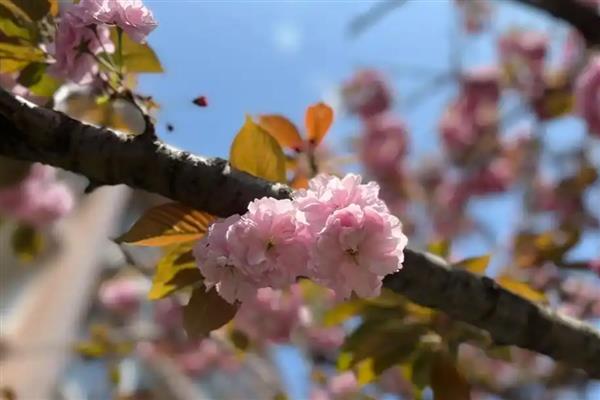 埃及的国花，睡莲被视为神圣和圣洁的化身