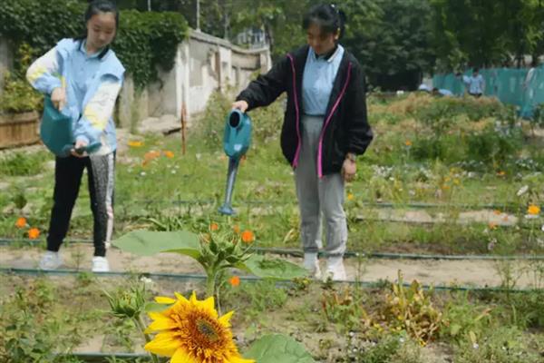 怎么防治向日葵的病害，适当晚播、轮作倒茬可防治菌核病