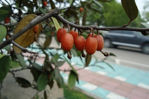 胡颓子的果实能不能吃，既能食用又可以观赏、加工