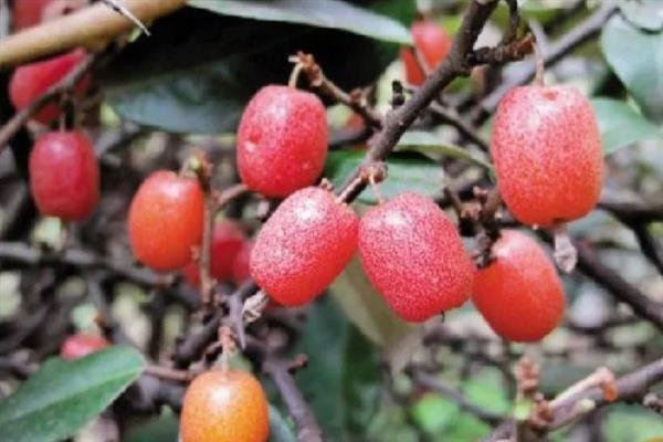 胡颓子的果实能不能吃，既能食用又可以观赏、加工