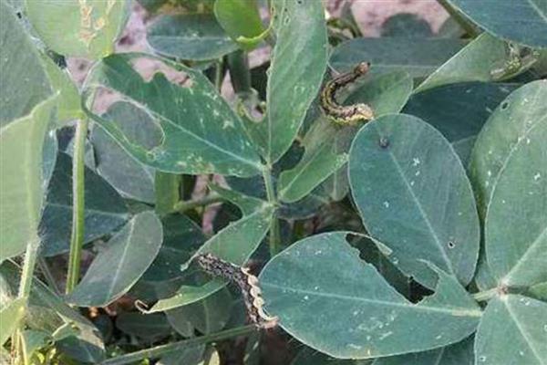 花生虫害类型，常见蛴螬、棉铃虫、蚜虫等害虫