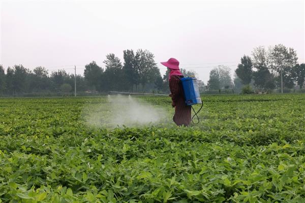 花生虫害类型，常见蛴螬、棉铃虫、蚜虫等害虫