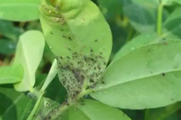 花生虫害类型，常见蛴螬、棉铃虫、蚜虫等害虫