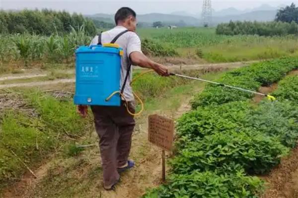 花生虫害类型，常见蛴螬、棉铃虫、蚜虫等害虫