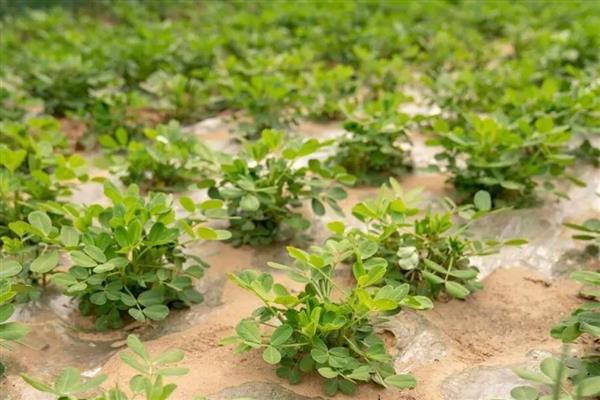 花生虫害类型，常见蛴螬、棉铃虫、蚜虫等害虫