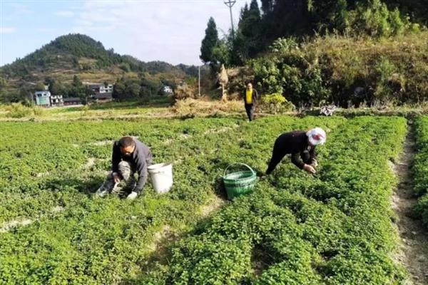 给薄荷自制肥料的方式，原材料包括麻酱、饼肥、清水等