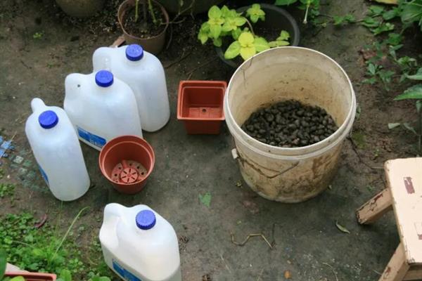 给薄荷自制肥料的方式，原材料包括麻酱、饼肥、清水等