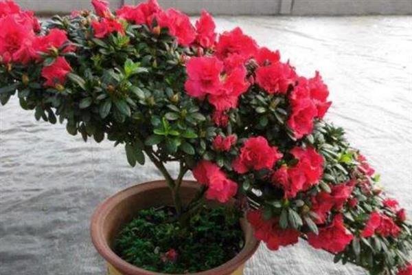 杜鹃花的造型方法，让主杆自由伸展、适当修剪上层和下层枝条可变成宝塔形