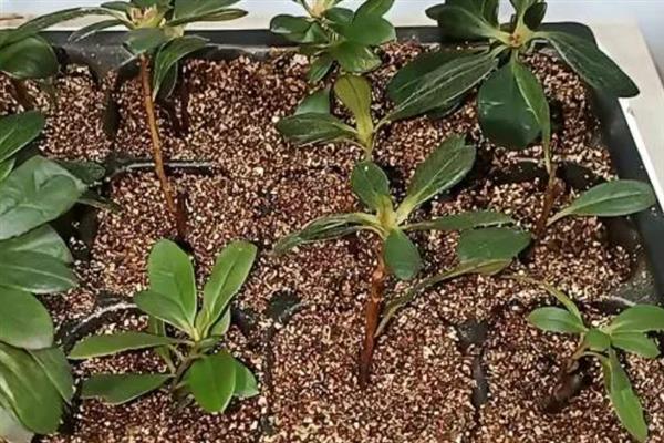 杜鹃花的造型方法，让主杆自由伸展、适当修剪上层和下层枝条可变成宝塔形