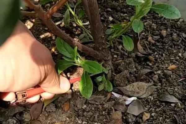 杜鹃花的造型方法，让主杆自由伸展、适当修剪上层和下层枝条可变成宝塔形