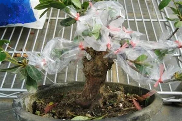 杜鹃花的造型方法，让主杆自由伸展、适当修剪上层和下层枝条可变成宝塔形