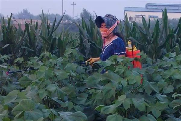种棉花在什么情况下会浪费农药，以下5种情况容易发生