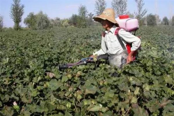 种棉花在什么情况下会浪费农药，以下5种情况容易发生