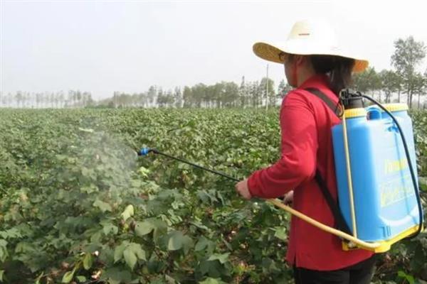 种棉花在什么情况下会浪费农药，以下5种情况容易发生