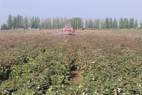 种棉花在什么情况下会浪费农药，以下5种情况容易发生