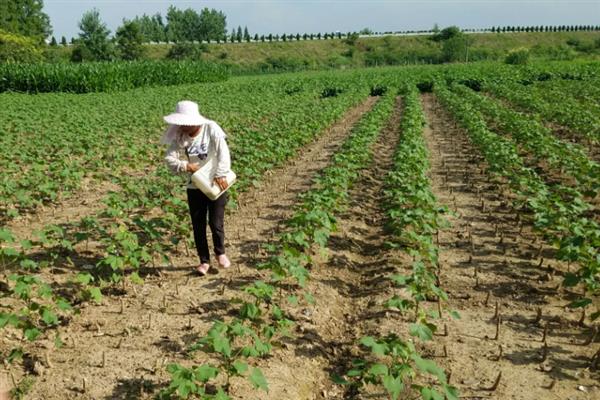 种棉花在什么情况下会浪费农药，以下5种情况容易发生