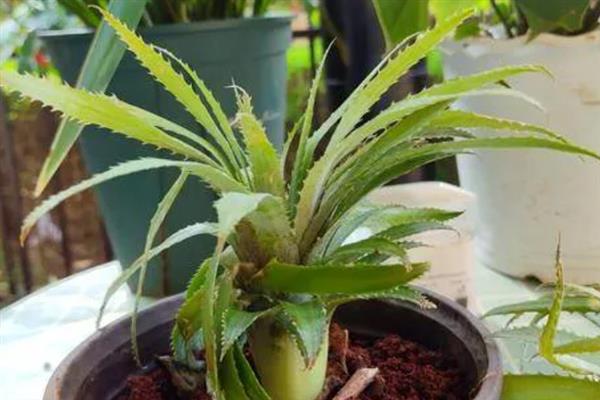 菠萝在家怎么种植，需先将菠萝头上的果肉完全去掉