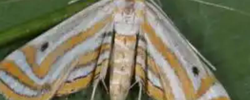水稻稻水螟的为害特点,吐丝会把叶片卷曲成筒状