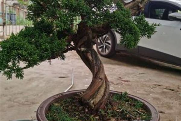 崖柏盆景的栽培方法，栽种前将多余的根系剪除掉