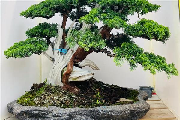 崖柏盆景的栽培方法，栽种前将多余的根系剪除掉